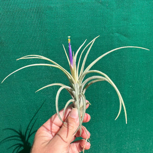 Tillandsia - ionantha x stricta ex. RM