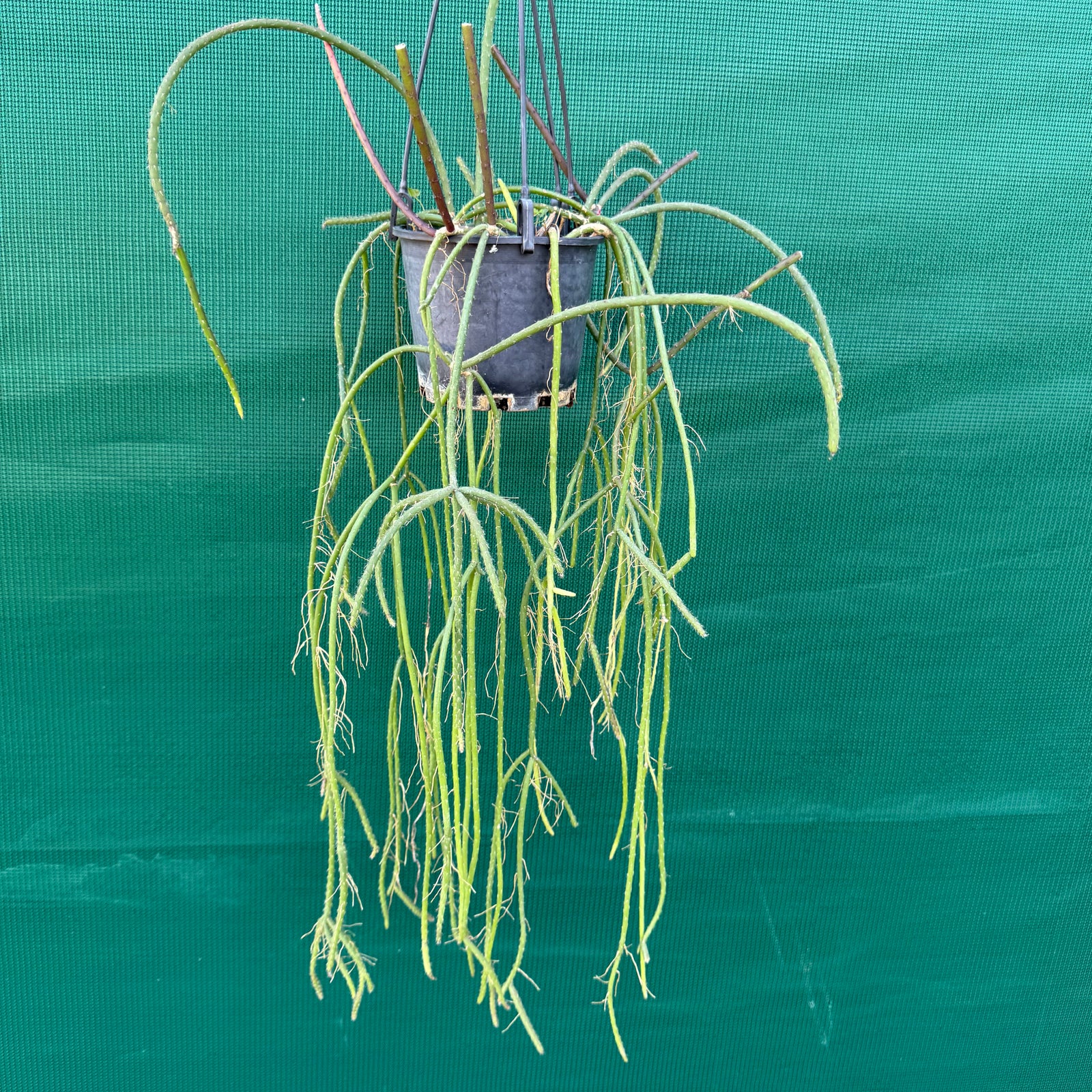 Rhipsalis baccifera f. Saxicola - R45