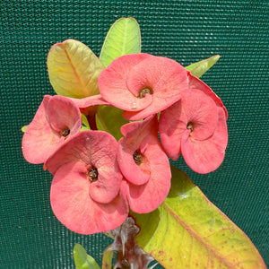 Poysean - Euphorbia P027 NEW