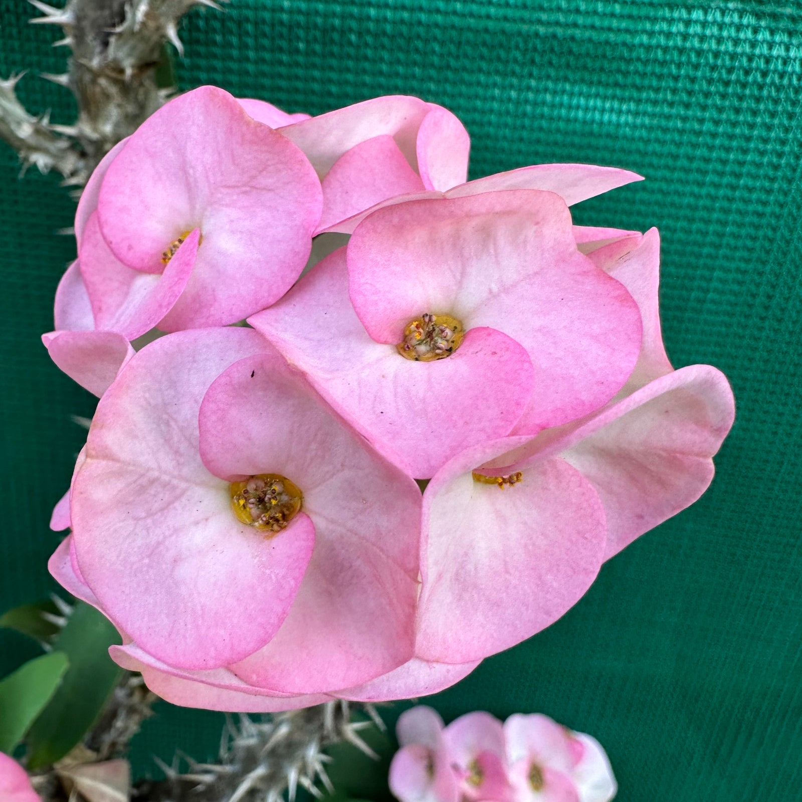 Poysean - Euphorbia milii P022