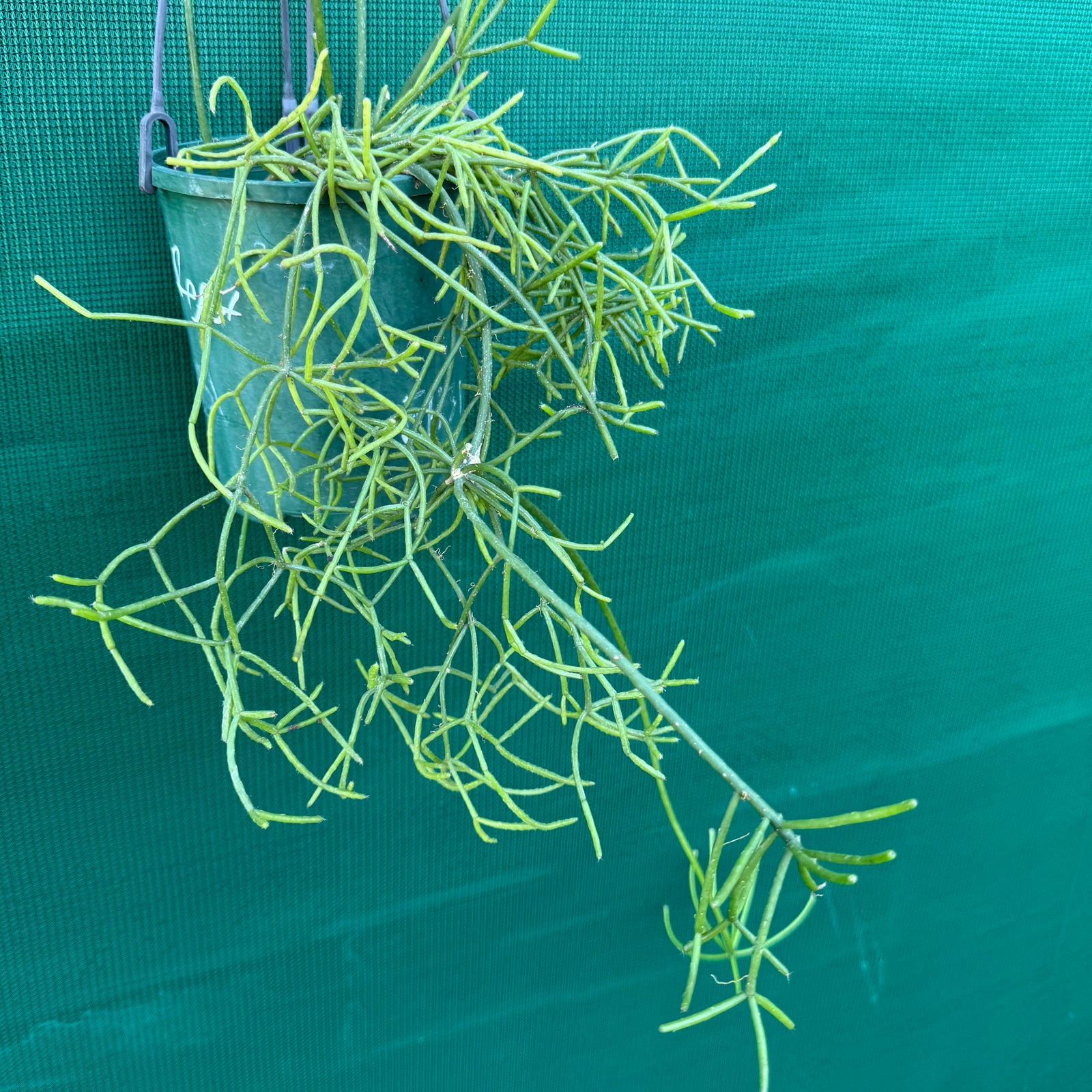 Rhipsalis virgata - R29