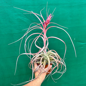 Tillandsia - brachycaulos x exserta ex. BG NEW