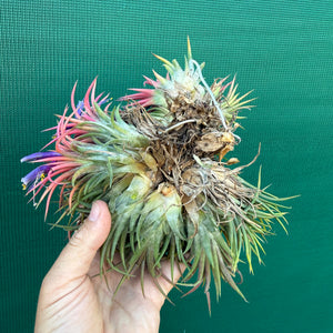 Tillandsia ionantha ‘BOE194’ (Mature Clump) NEW