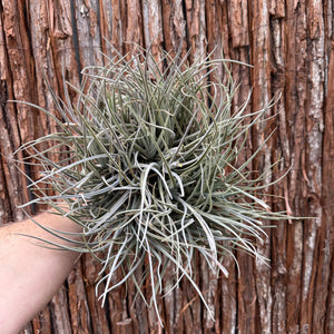 Tillandsia toropiensis ‘Typus’ (Mature Clump)
