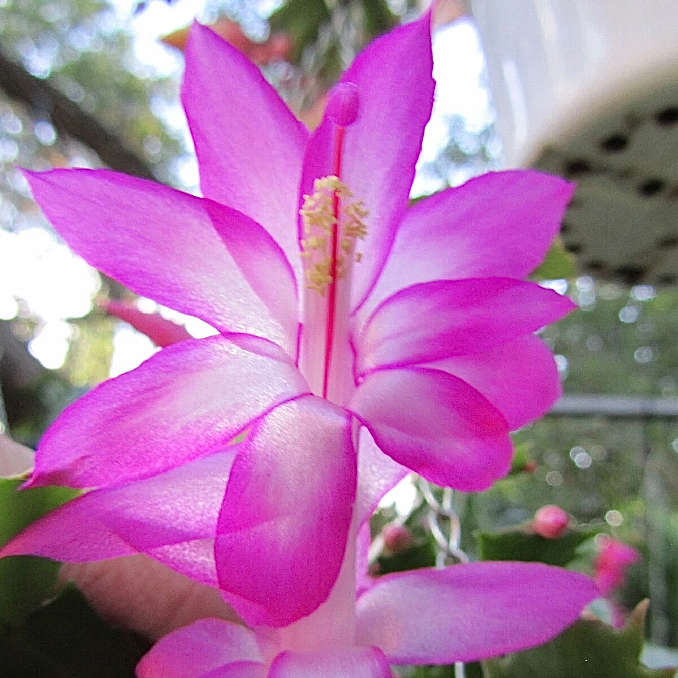 Zygocactus Exquisite NEW