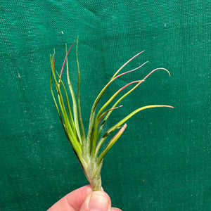 Tillandsia - Derek ex. NR NEW