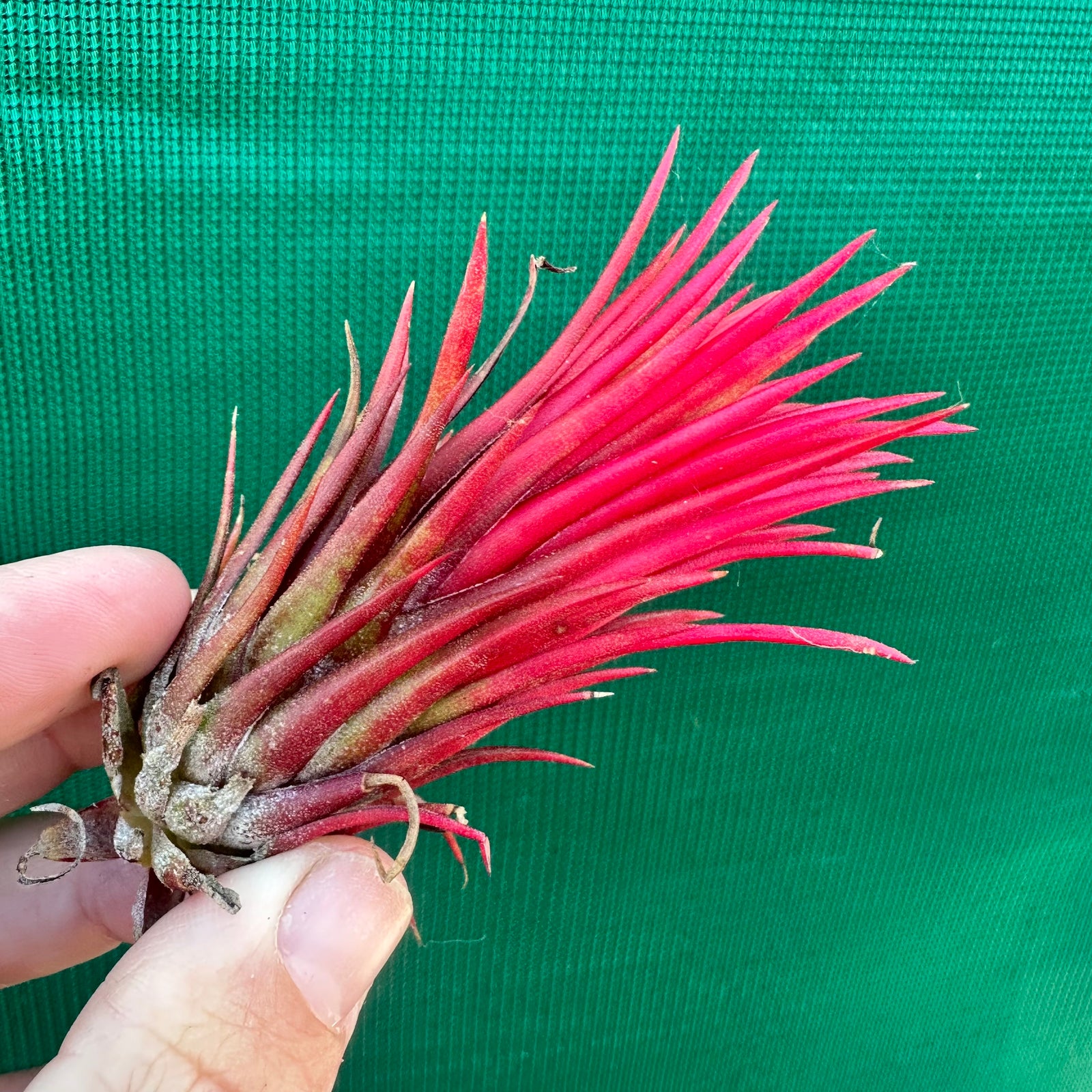 Tillandsia - ionantha 'Two Tone' ex. RFI