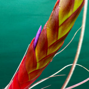 Tillandsia - El Ultimo NEW