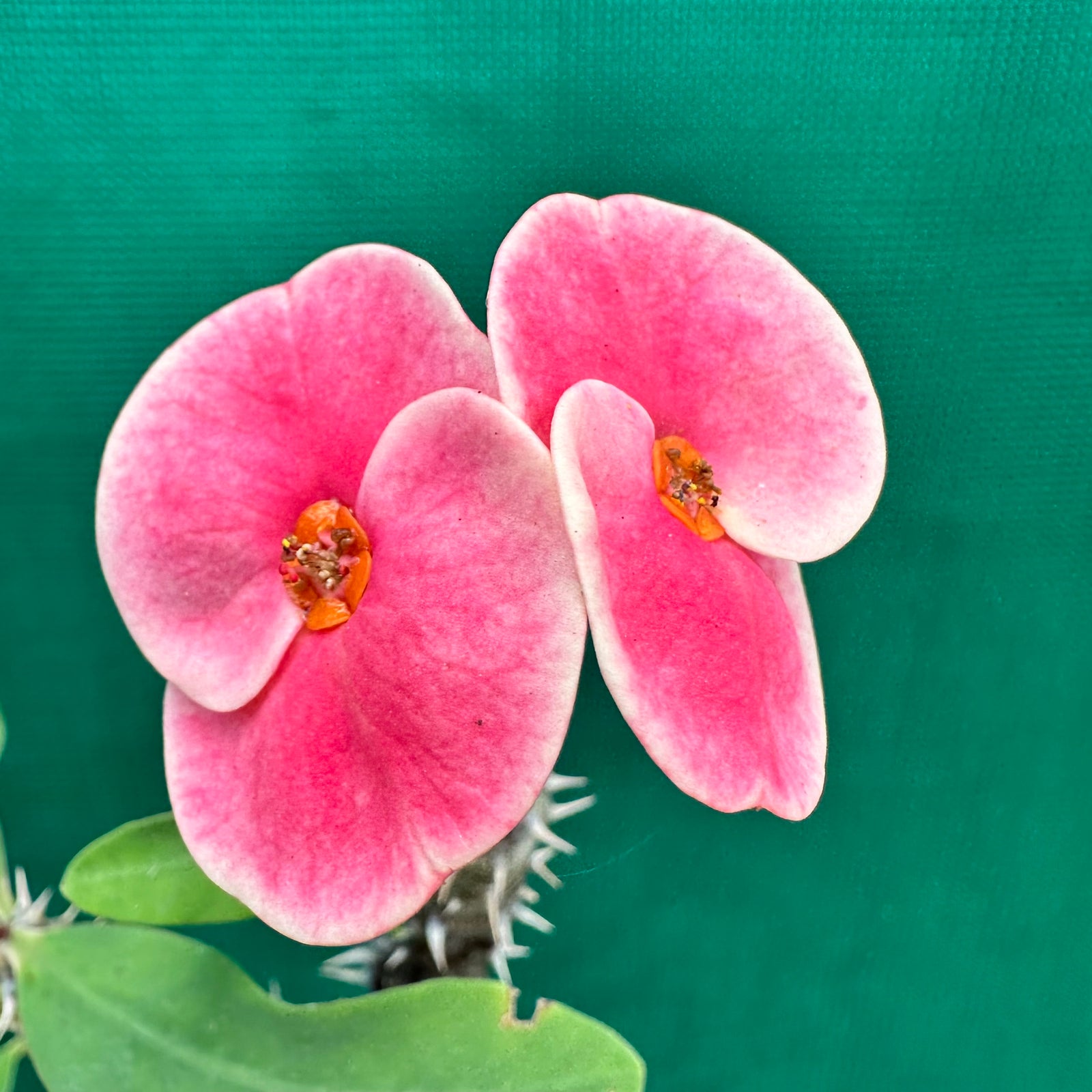 Poysean - Euphorbia milii P043