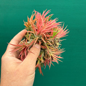 Tillandsia ionantha 'Honduras’ ex. Tropiflora (Mature Clump)