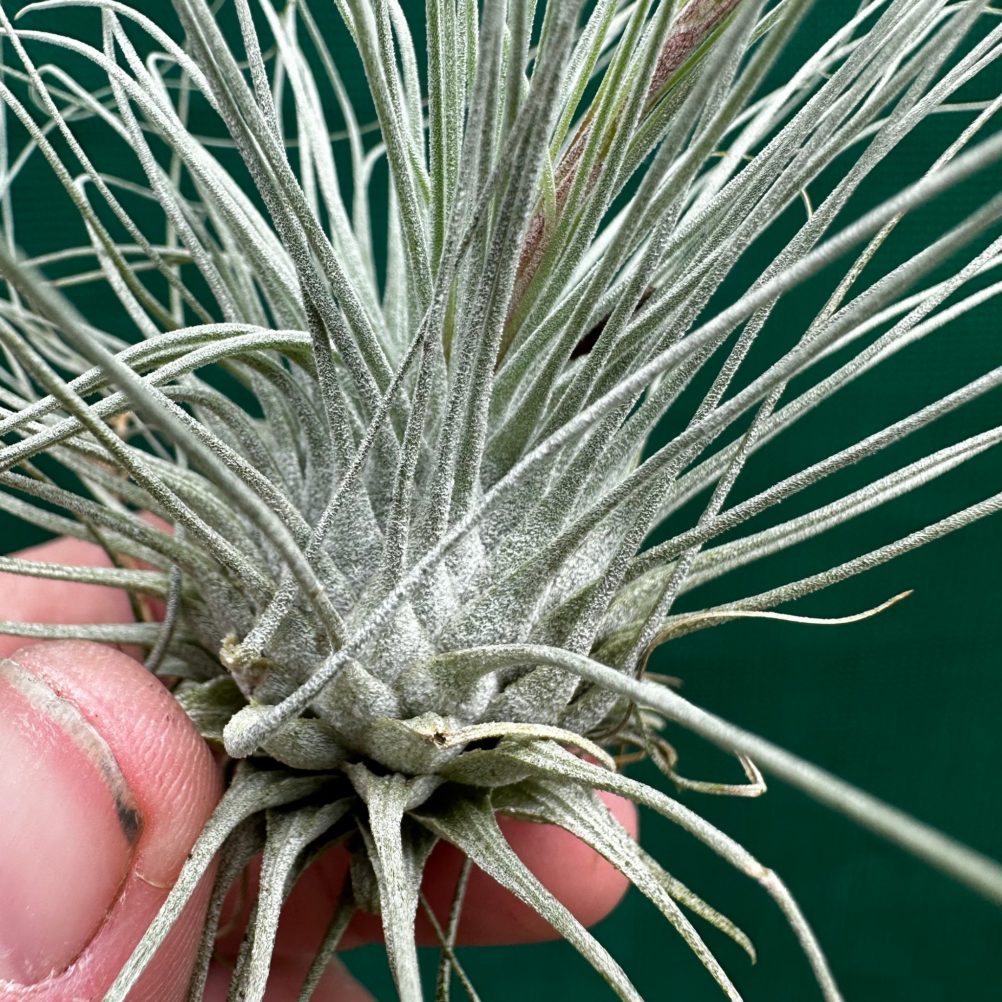 fuchsii air plant Tillandsia - fuchsii v. Gracilis