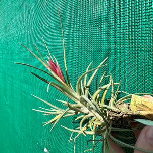 Tillandsia - albertiana x stricta ‘Fire & Ice’