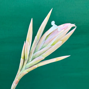 Tillandsia - rosacea ex. LH NEW
