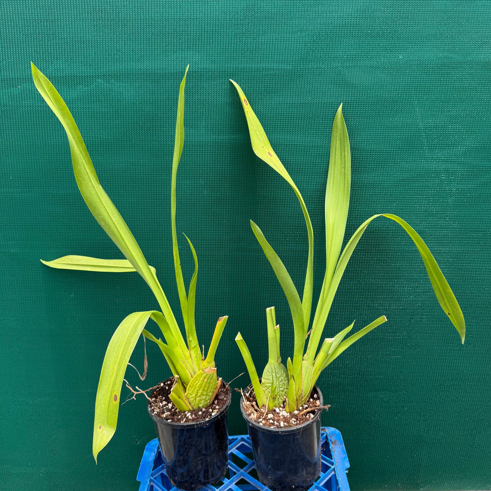 Wilsonara Passific Passage ‘Peach Cobbler’ NEW