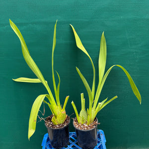 Wilsonara Passific Passage ‘Peach Cobbler’ NEW