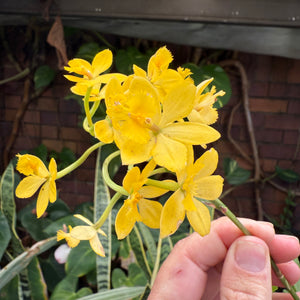 Epidendrum ‘Topaz Butterball’