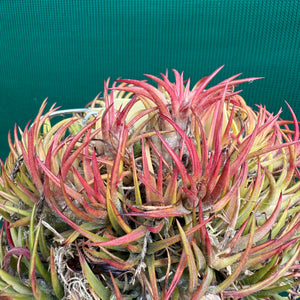 Tillandsia - ionantha 'BOE871' ex. PT NEW