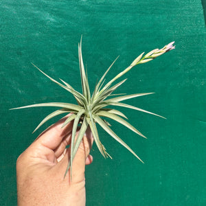 Tillandsia - pucaraensis ex BOE