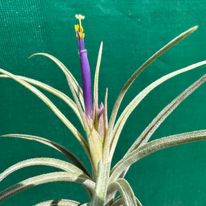 Tillandsia - ionantha x stricta ex. RM