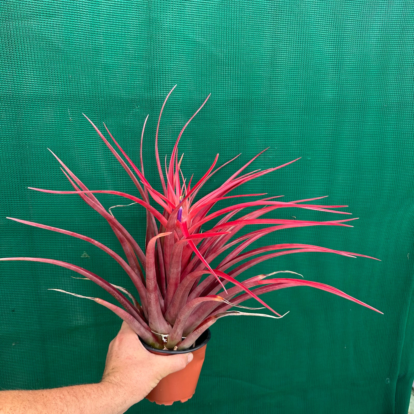 Tillandsia - capitata ‘Cuban Red’ ex. LK NEW