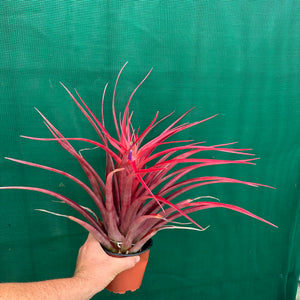 Tillandsia - capitata ‘Cuban Red’ ex. LK NEW