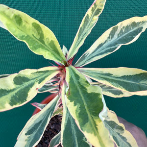 Poysean - Variegated NEW