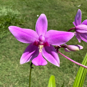 Spathoglottis plicata