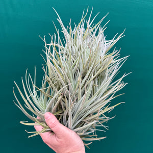 Tillandsia Leon (Mature Clump)