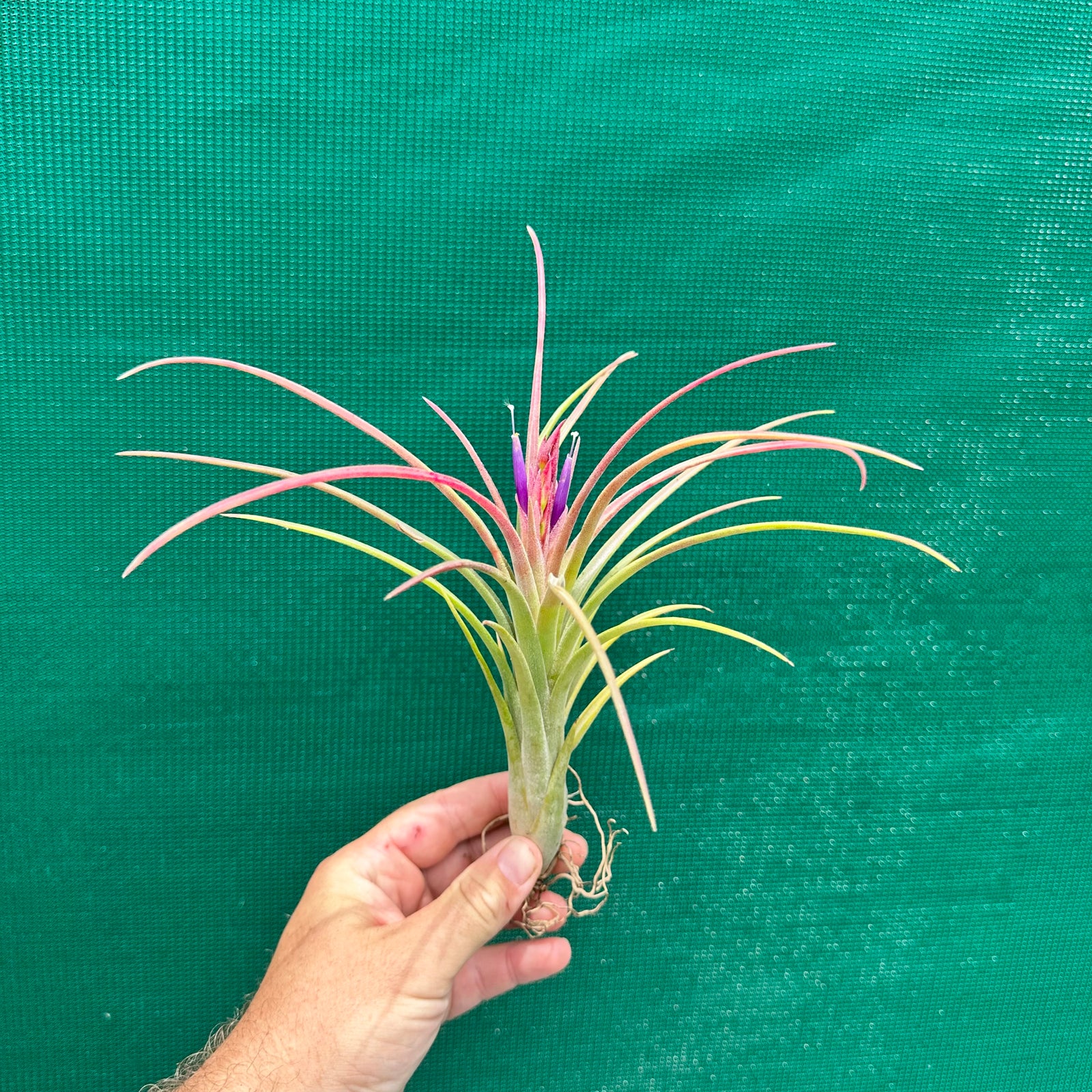 Tillandsia - Mudlo ex. HN