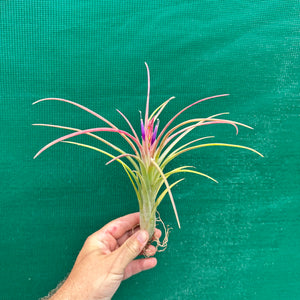 Tillandsia - Mudlo ex. HN NEW