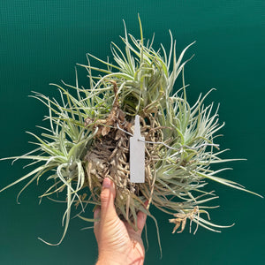 Tillandsia Leon (Mature Clump)