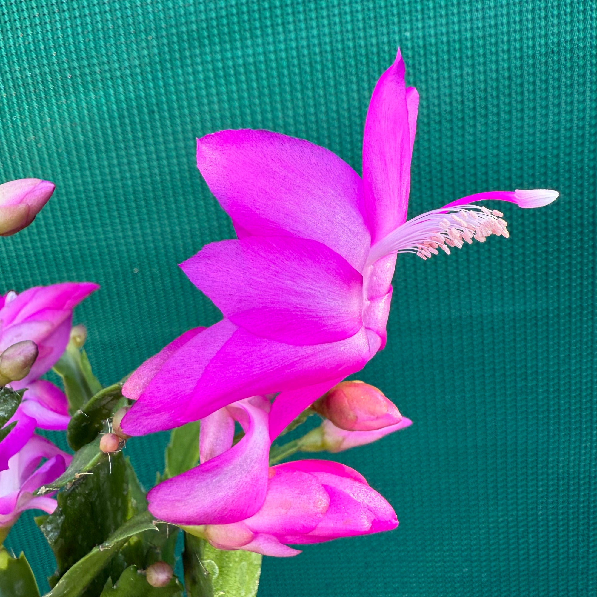 Zygocactus Ritt