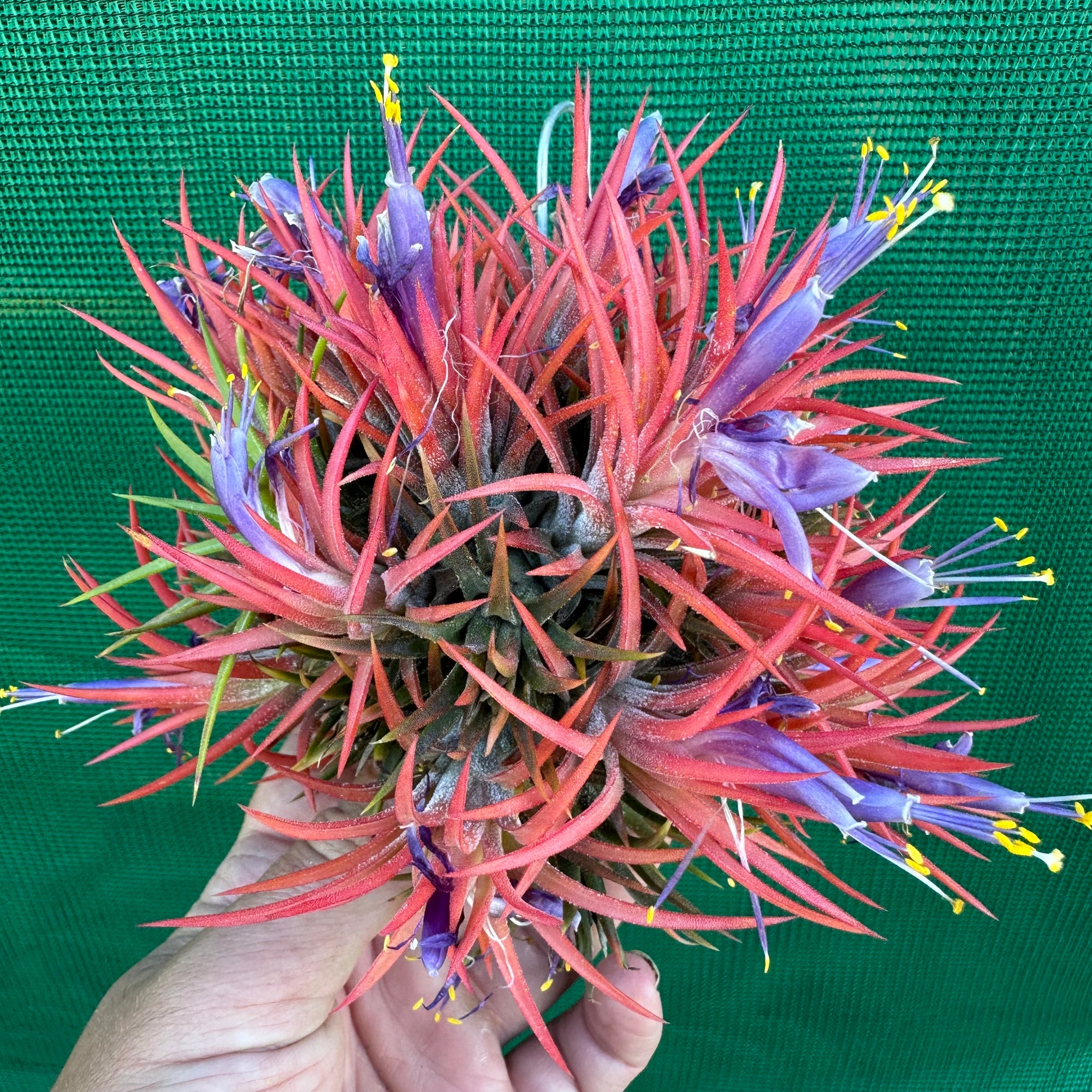 Tillandsia - ionantha ex. BD