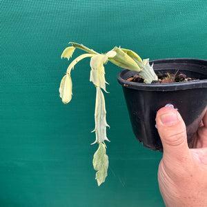 Zygocactus Variegated