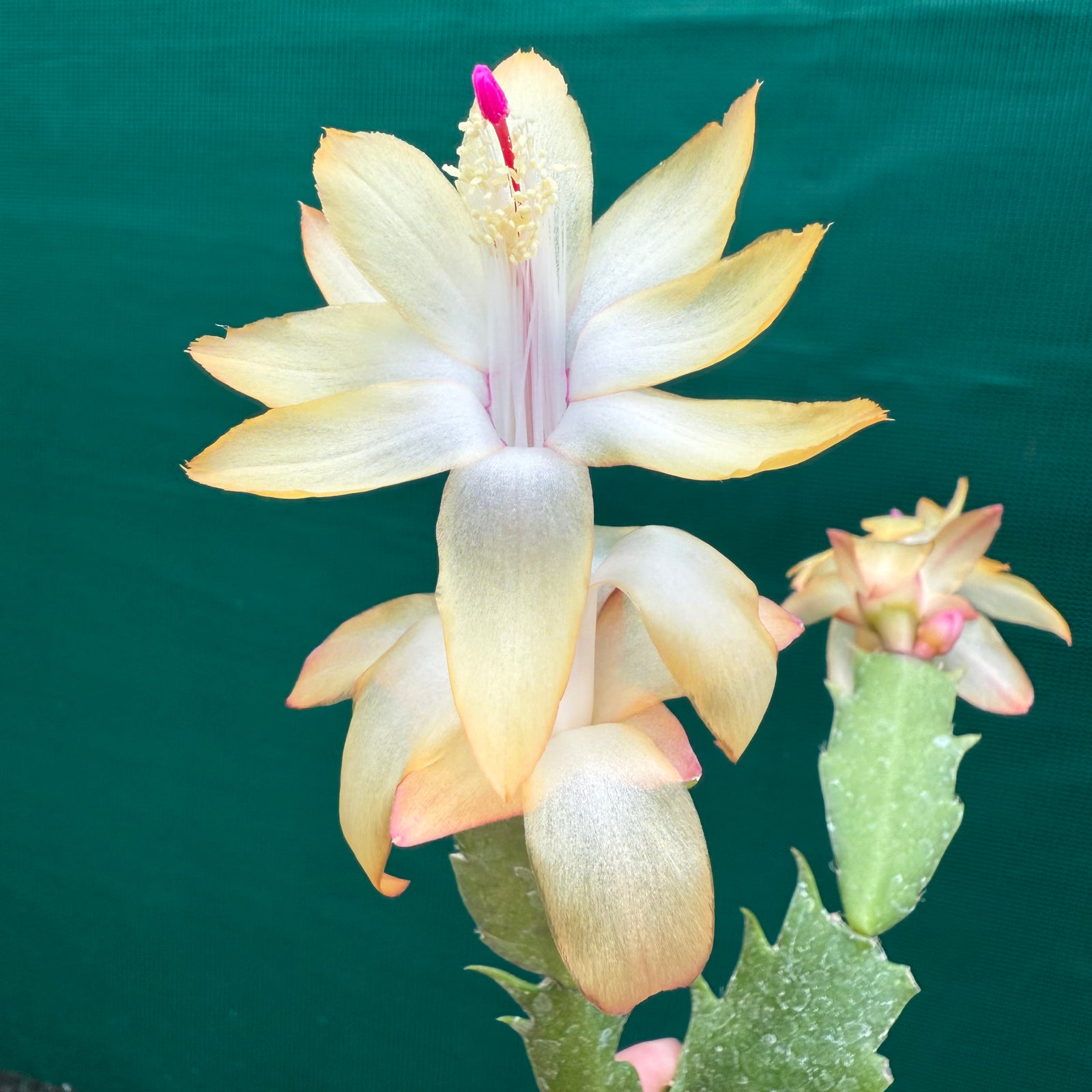 Zygocactus Gold Delight