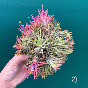 Tillandsia ionantha ‘BOE1593’ (Mature Clump)