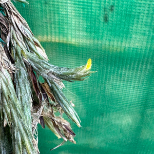 Tillandsia - minutiflora