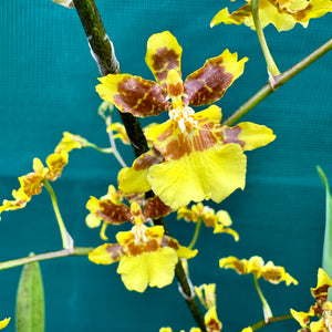 Oncidium ‘Dancing Lady’ NEW