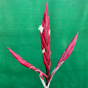Tillandsia - lorentziana ‘Dark Red’ ex. LH