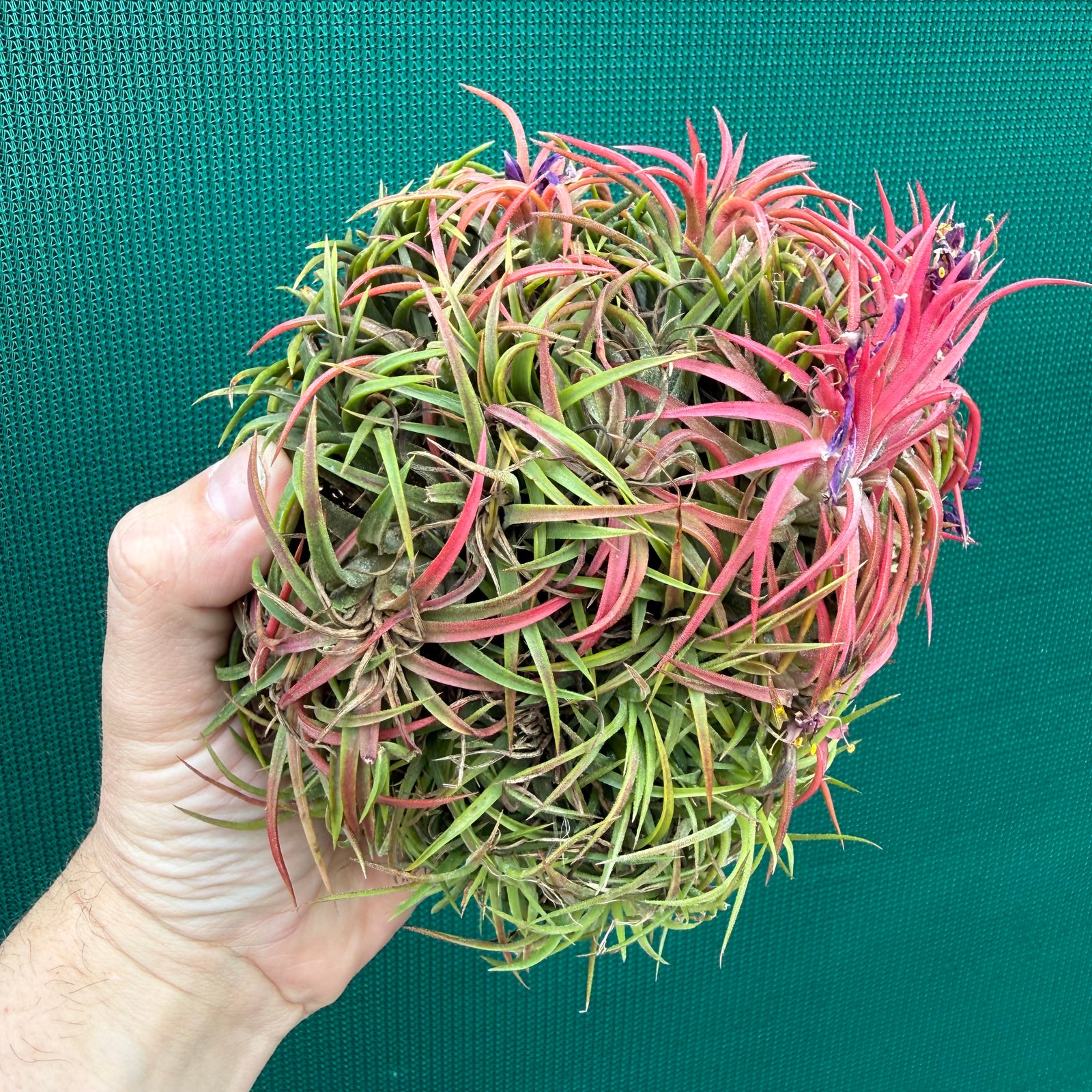Tillandsia ionantha ‘BOE1590’ (Mature Clump)