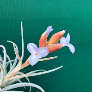 Tillandsia subsecundifolia x jonesii ex. BG NEW