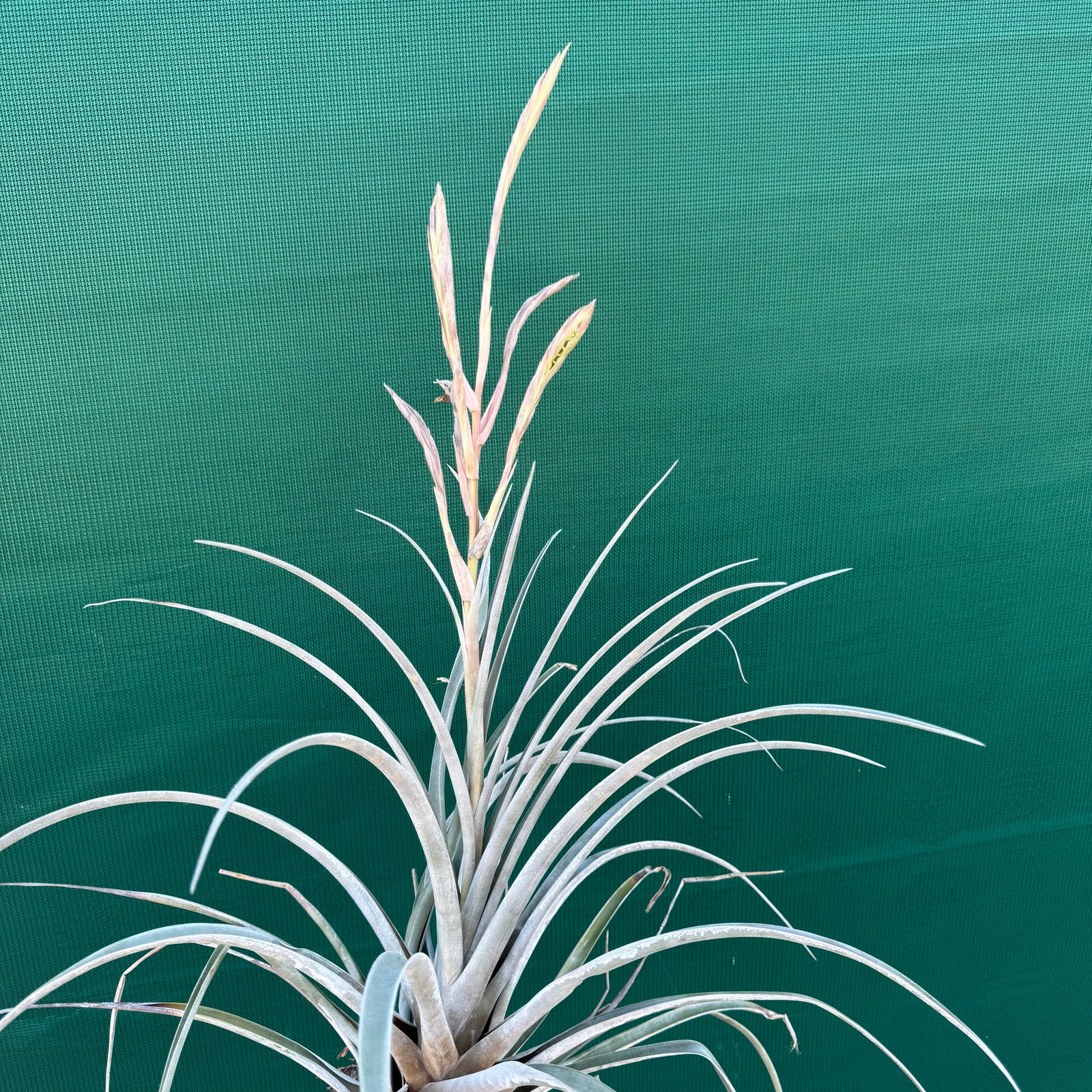 Tillandsia - subteres ex. PT