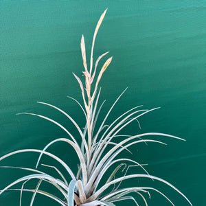 Tillandsia - subteres ex. PT