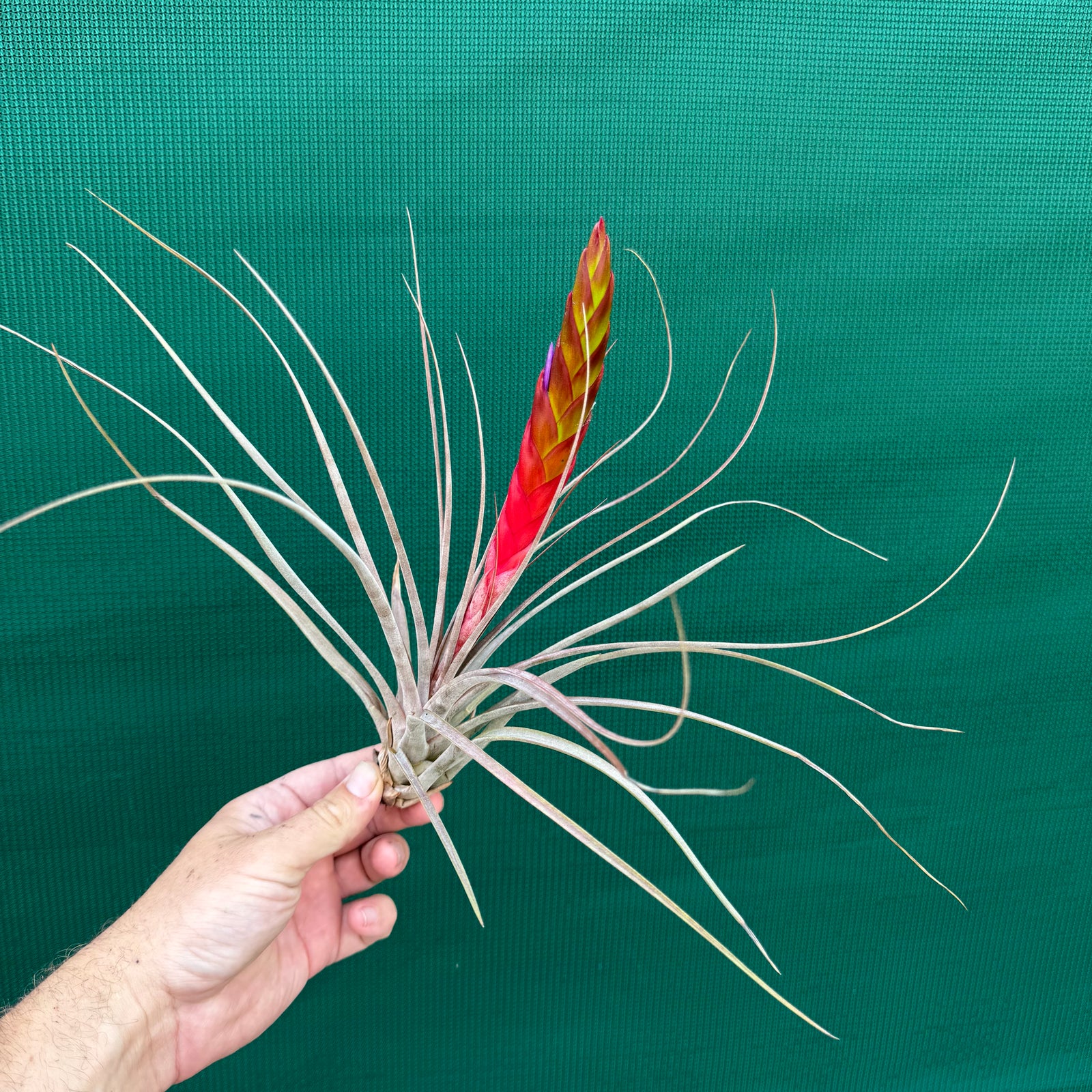 Tillandsia - El Ultimo NEW