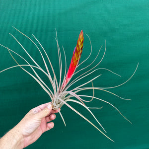 Tillandsia - El Ultimo NEW