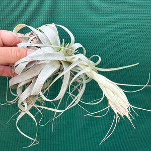 Tillandsia - gardneri