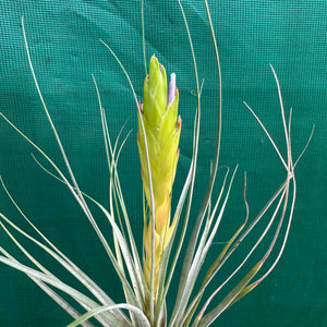 Tillandsia - minor