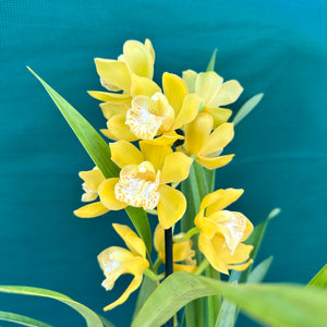 Orchid - Cymbidium ‘Tracet Reddaway Sungold’