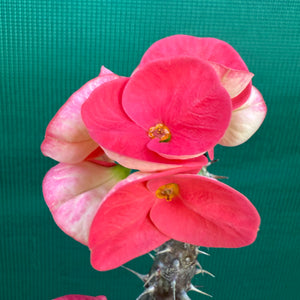 Poysean - Euphorbia Siam Hybrid ‘Tawan-Mai’