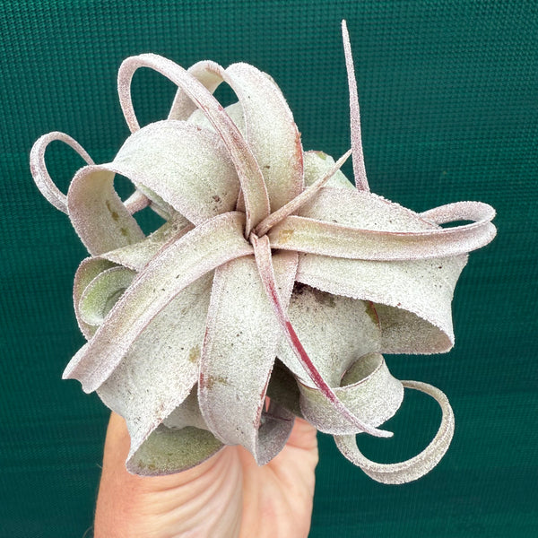 Tillandsia - Regal Rene ex. SL - Air Plant Decor